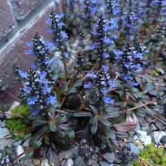[現在満開]春～ 花 アジュガ 紫色