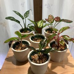 ミニ観葉植物 アグラオネマ６種セット