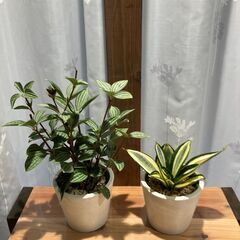 ミニ観葉植物 ペペロミア プテオラータとサンセベリア ゴールデン...