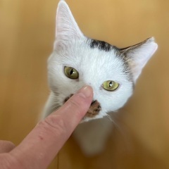独特な模様の癒し系白キジ若猫「ブランちゃん」。人も猫も大好きです - 練馬区