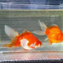 金魚（琉金）2匹