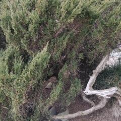 真柏の植木80本以上 樹齢約100年