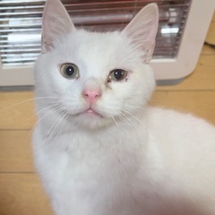 甘えん坊の白猫(オス)・避妊済み☘2〜3歳 単身者 可の画像