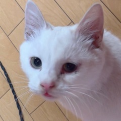 甘えん坊の白猫(オス)・避妊済み☘2〜3歳 単身者 可 - 猫