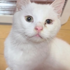 甘えん坊の白猫(オス)・避妊済み☘2〜3歳 単身者 可 − 新潟県