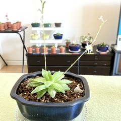 観葉植物・ハオルチアメンバー募集 − 東京都