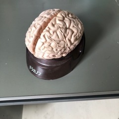 脳模型　