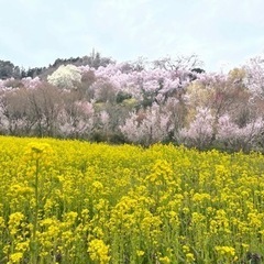 お花見🌸