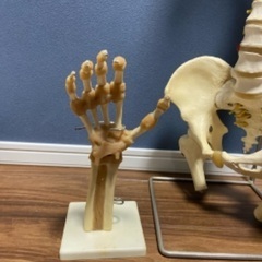 骨格模型　脊柱　手