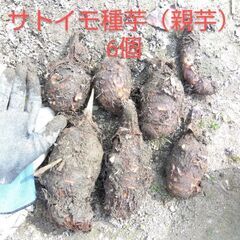 【4月13日まで】サトイモ種芋6個　大きい親芋