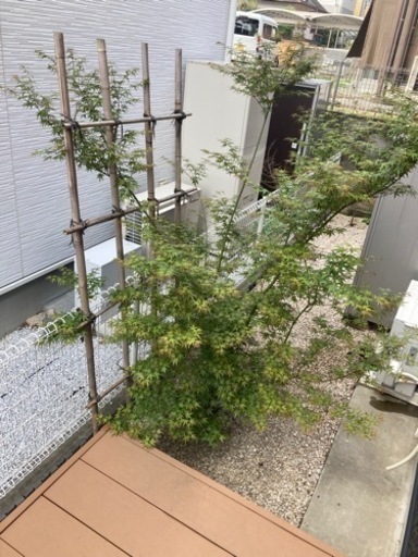 紅葉　ガーデニング