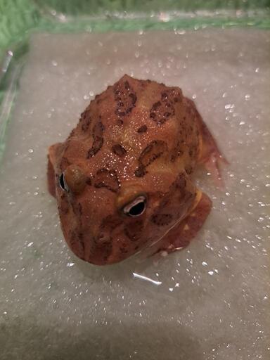 クランウェルツノガエル