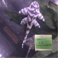 【売約済】キンペコ N&Nブリード・N2（オマケバージョンII F2）12cm 種親アダルトサイズ リアルメガクラウンゼブラプレコ