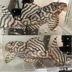 【売約済】キンペコ N&Nブリード・N2（オマケバージョンII F2）12cm 種親アダルトサイズ リアルメガクラウンゼブラプレコ