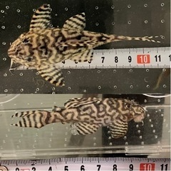 【売約済】キンペコ N&Nブリード・N2（オマケバージョンII F2）12cm 種親アダルトサイズ リアルメガクラウンゼブラプレコ