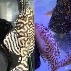 【売約済】キンペコ N&Nブリード・N2（オマケバージョンII F2）12cm 種親アダルトサイズ リアルメガクラウンゼブラプレコ