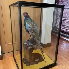 鳥の剥製　家具 インテリア雑貨/小物 置物、オブジェ