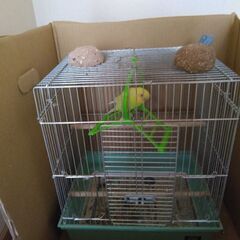 手乗りセキセイインコ