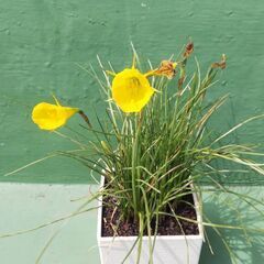 🏵️花終わり🏵️原種系の水仙(黄色)🌱🌷お花の苗・球根・ガーデニ...