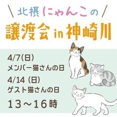 ４月７日猫譲渡会in淀川区神崎川