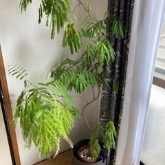 観葉植物