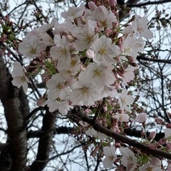 ☘️2024年4月28日(日)フローヨガ開催🧘‍♀️ − 大阪府