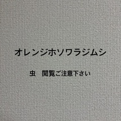 オレンジホソワラジムシ　50匹　ワラジムシ　②