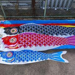 太郎鯉/ 鯉のぼり