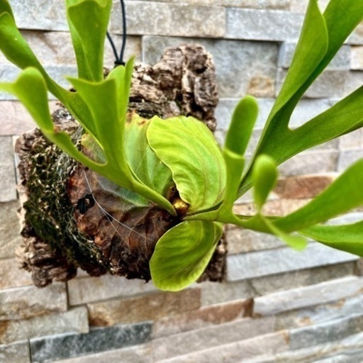 P.ridleyi wild_リドレイ ワイルド◇ ビカクシダ コルク着生  