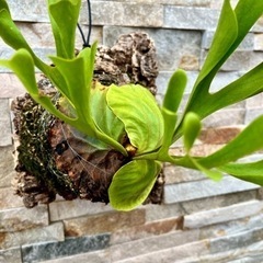 P.ridleyi wild_リドレイ ワイルド◆ ビカクシダ　コルク着生