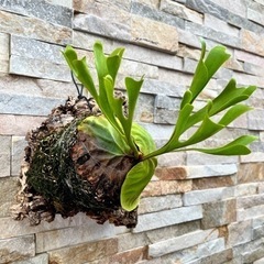 P.ridleyi wild_リドレイ ワイルド◆ ビカクシダ　コルク着生