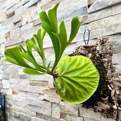 P.ridleyi wild_リドレイ ワイルド◆ ビカクシダ　コルク着生