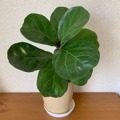 お譲りいたします🪴【観葉植物】カシワバゴムの木