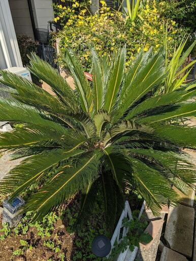 ソテツ　植木　南国　ハワイ　沖縄　ガーデニング