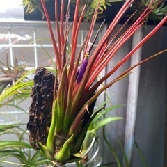 Tillandsia　Joel