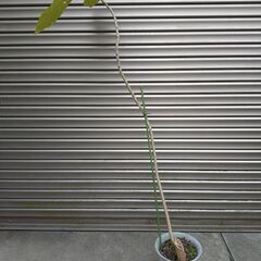 庭木　エンジェルトランペット　オレンジ系の花