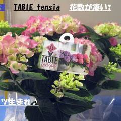 【新品種】☆彡次々にお花が咲く　TABLE　tensia　pin...