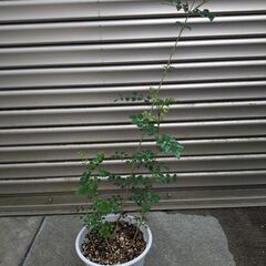 庭木　観葉植物　シマトネリコ　4株