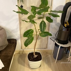 観葉植物、フィカス・アルテシーマ、120cm