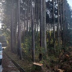 大牟田、荒尾近隣の方で山林や竹林を譲って欲しいです
