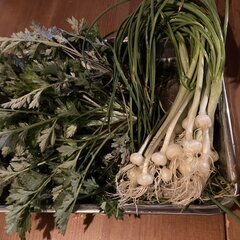 【食費ゼロ？】食べられる野草を教えますの画像