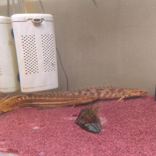 古代魚　　ポリプテルス