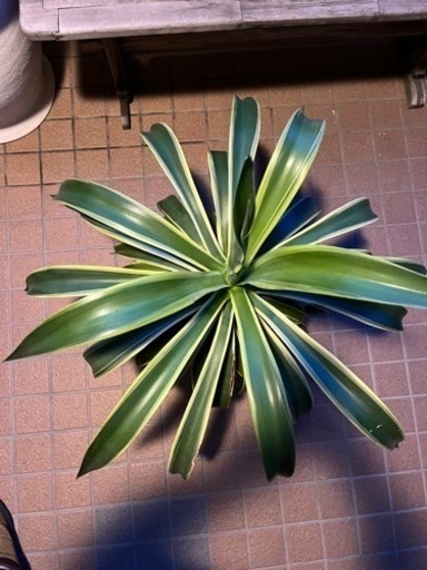 値下げ アガベ 特大ベネズエラ - ガーデニング 