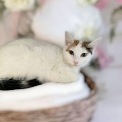 4月14日（日）💓三鷹で猫の譲渡会🌸💟🌸８ヶ月の女の子性格の良い...