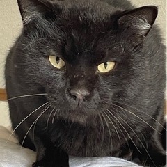 不貞腐れた顔がたまらない黒猫クロくんの画像