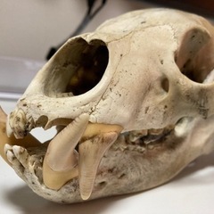 ツキノワグマ　頭蓋骨