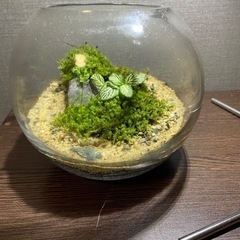 コケリウム　ガラス容器　苔　緑　植物