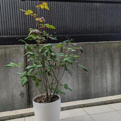 （日程調整中）薔薇　鉢植え