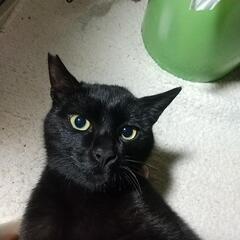 黒猫ちゃんオス去勢手術済み　耳カットあり　生後８ヶ月〜１０ヶ月ぐらい - 倉敷市