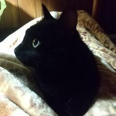 黒猫ちゃんオス去勢手術済み　耳カットあり　生後８ヶ月〜１０ヶ月ぐらい − 岡山県